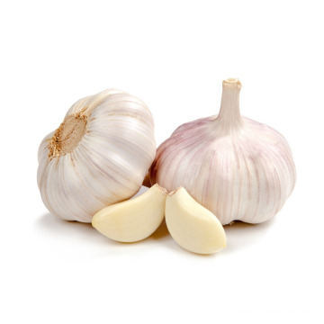 garlic planter / farmer in China with good price